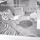 Image for article titled Ming, the Tiger Who Once Lived in a New York Apartment, Is Dead at 19
